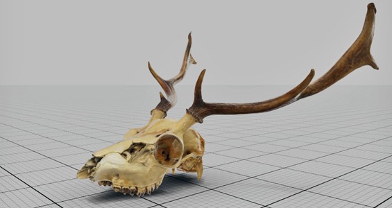 3D comparative osteological collection